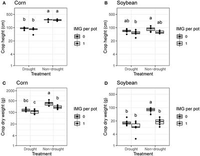 Drought and Competition With Ivyleaf Morningglory (Ipomoea hederacea) Inhibit Corn and Soybean Growth